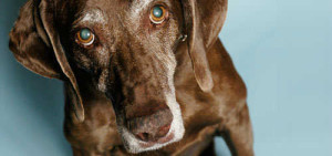 Breed does play a part in how "old" your dog is