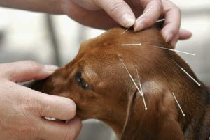 Cure for Arthritis in Dogs: Supplements, Acupuncture, and a Great Diet