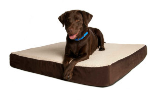 Caring For a Senior Dog: Getting the Right Dog Bed