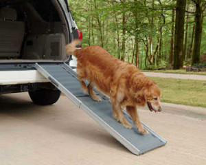 Training a Senior Dog to Use the Ramp or Stairs