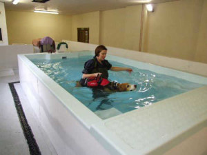 Hydrotherapy, one of the best senior dog treatments