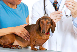 Older Dogs Diabetes: Facts, Symptoms and Diagnosis (Part I)