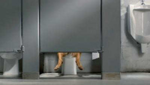 Tackle Potty Training Your Senior Dog