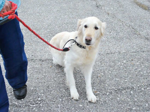 Get Comfortable Leashing Training An Older Dog