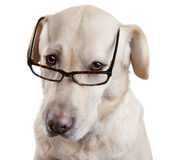 reading-glasses-funny-dog-25871384