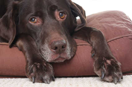 The Best Dog Beds for Seniors