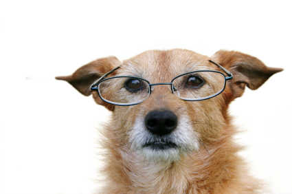 Eye Care for Senior Dogs