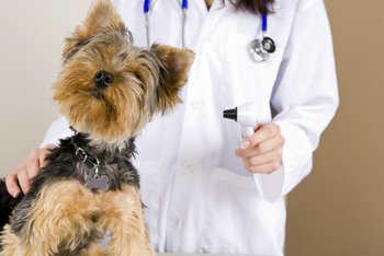 Veterinarian Dr. Robin Downing: Relieving Pain in Pets