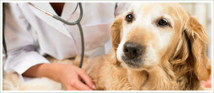 What Causes Pet Cancer?