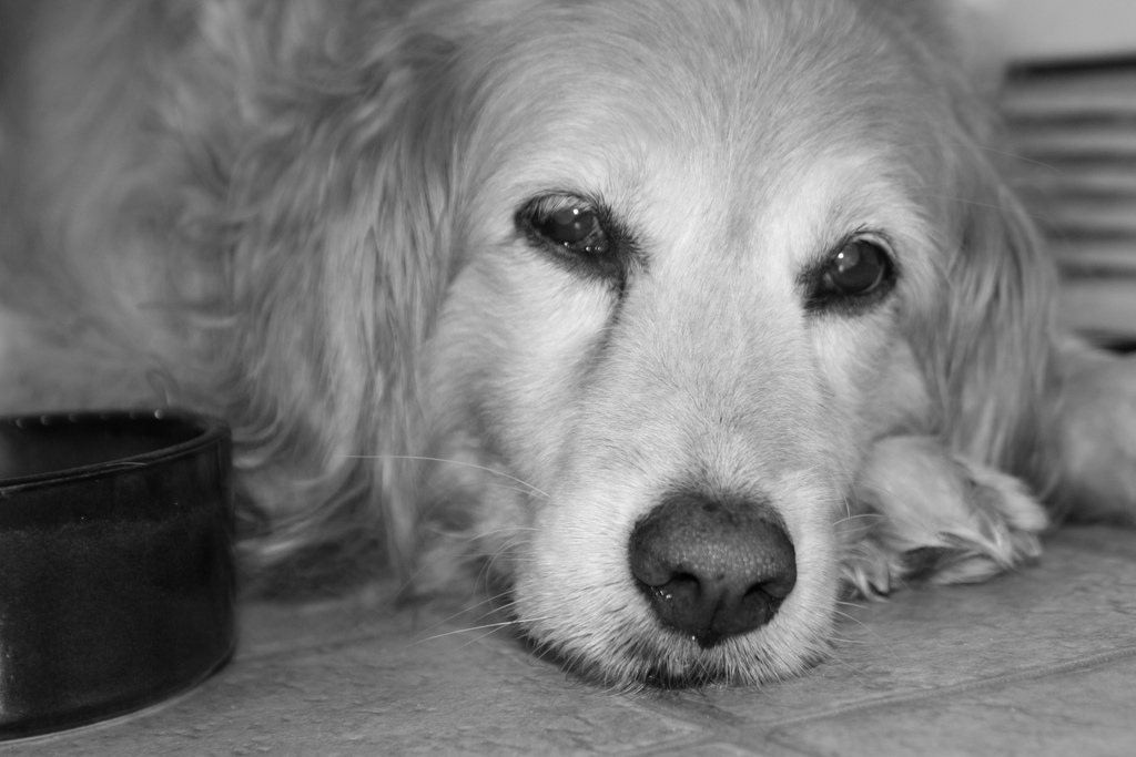 Mental Illness in Senior Dogs